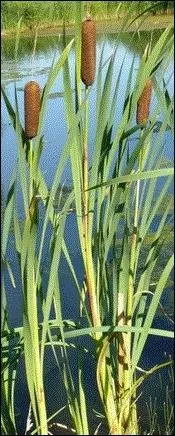 Le mot commence par : Di...