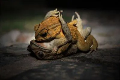 Dans quel film avez-vous pu voir cette scne trs ose ?