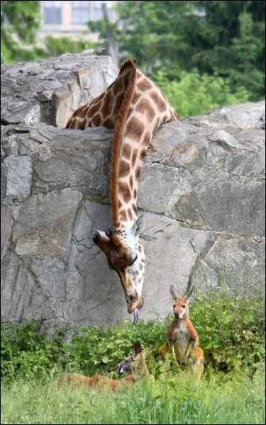 A quel endroit pouvez-vous voir ces animaux ensemble ?