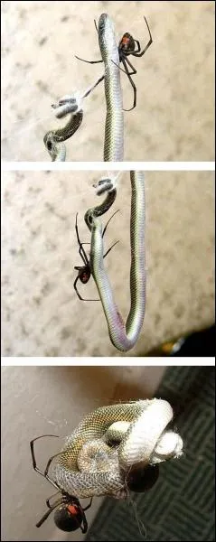 Quelle expression utiliserez-vous pour qualifier cette photo ?