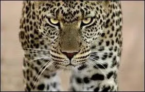 Quel est l'ennemi du gorille ?