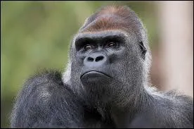 Combien de temps un jeune gorille mle reste-t-il avec sa famille ?