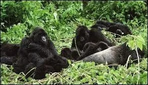 Combien d'individus comptent les groupes de gorilles ?