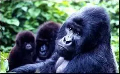 Comment s'appelle une famille de gorille ?