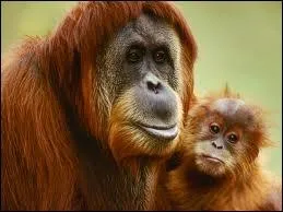 O vivent les orang-outans ?