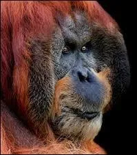 Le plus vieil orang-outan reproducteur du monde est mort en 2012 . Il tait g de :