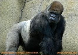 Quiz Animaux