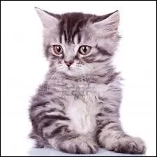 Le mot commence par : Do ...