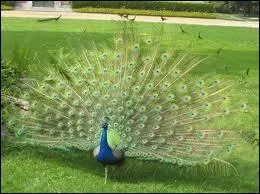 Le mot commence par : Do...