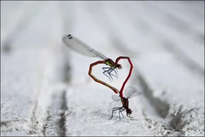 Vous tes une jeune anglaise installe en France,  la fin des annes soixante, et vous rencontrez un individu surnomm  l'homme aux oreilles de chou , que rpond-il lorsque vous lui dites je t'aime ?