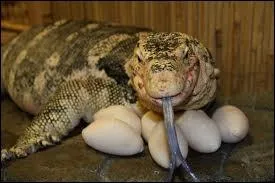 Niveau de difficult moyenne :