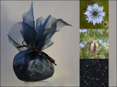 C'est la  graine bnie  en Egypte . On l'appelle aussi  cumin noir .