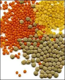 Le plus digeste des lgumes secs. Graines riches en protines et en fer. Il en existe des brunes, des rouges, des vertes, des blondes et des noires.