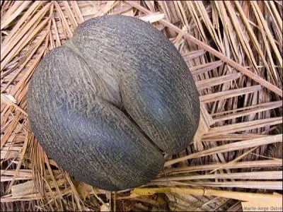 Originaire des Seychelles, c'est la plus grosse graine du monde, elle peut peser jusqu' 20 kg.