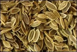 Au Moyen-ge, c'tait la plante ftiche des sorciers. Graines trs aromatiques, on en parfume des liqueurs et des confitures.