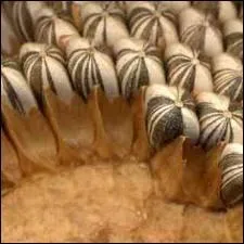 Utilise pour faire de la glycrine vgtale. Son huile n'est pas stable  la cuisson au del de 170C.