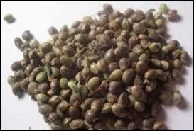 Graine trs nutritive et riche en protines. C'est l'aliment complet pour les oiseaux.