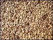 On en tire une huile alimentaire trs parfume,  la saveur dlicate de noisette. Cette graine est un des composants du gomashio, condiment utilis au Japon.