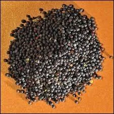 Graines olagineuses, cultives en Europe pour la production d'une huile alimentaire et d'un biocarburant.