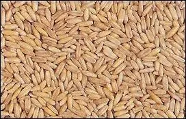 Graines issues d'une crale apprcie par le cheval. On en fait des flocons.