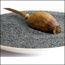 Graines bleues  noires suivant l'espce, elles entrent dans la composition des traditionnels gteaux hongrois.