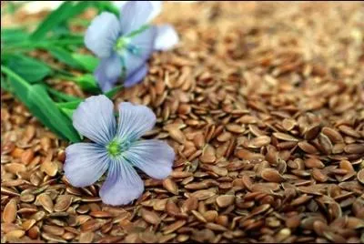 Ces graines produisent une huile qui protge le bois et le cuir et qui entre dans la fabrication du savon noir . Aujourd'hui, on l'utilise essentiellement comme lubrifiant dans l'industrie.