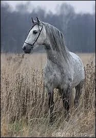 Quelle est la robe de ce cheval ?