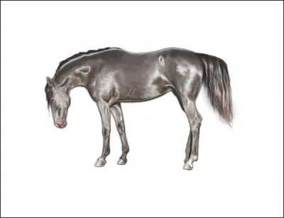 Quelle est sa robe ?