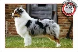 Combien pse le berger australien mle ?