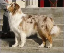 De quelle couleur est ce berger australien ?