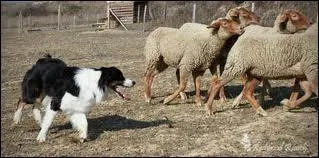 En quoi les bergers australiens sont-ils spcialiss ?