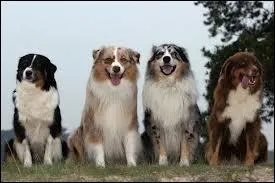 Combien de couleurs de robe diffrentes ont-ils ?