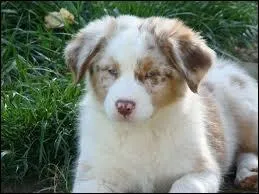 Quelle couleur est la plus chre dans les levages ?