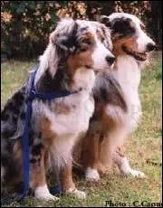 Combien mesure le berger australien mle ?