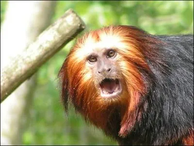  quelle espce appartient ce singe ?