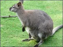 Quel est cet animal ?