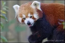 Quel est cet trange animal ?