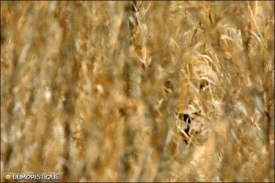 Qui se cache derrire les hautes herbes ?