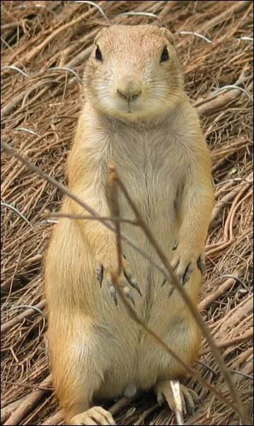 Quel est cet animal qui se met debout ?