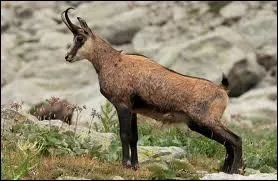 Quel est cet animal de montagne ?