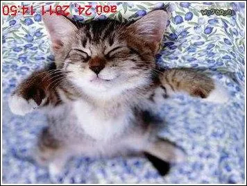 Quel est l'animal de compagnie de Harry ?