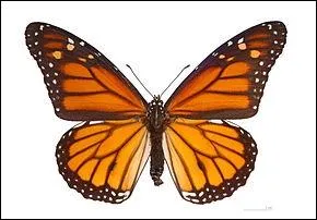 Une douleur que toutes les victimes ressentent dans les premiers temps :