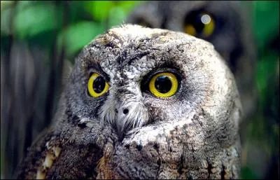 Sur certaines monnaies de la Grce antique, on pouvait voir d'un ct une chouette debout sur une amphore couche, de l'autre la tte d'une desse, il s'agissait ...