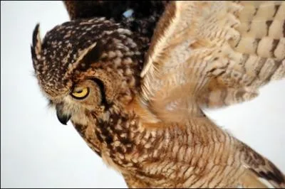 Que se passe-t-il lorsque vous avez une mine de hibou ?