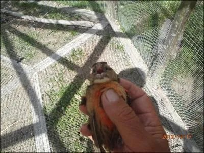 Terminez cette citation d'Andr Rochette : Les hommes sont de drles d'oiseaux qui ...