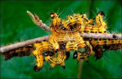 Allez un petit effort, faites rimer la chenille : Pose les deux pieds en canard ...