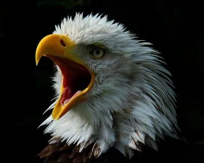 Quel clbre footballeur, avant-centre de talent, tait surnomm  L'aigle des Aores  ?