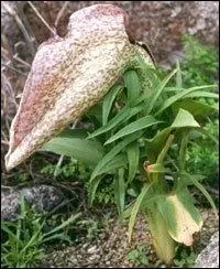 Son odeur est celle des charognes, et pourtant cette plante abonde aux Balares et dans les les Lavezzi.