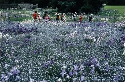 La Fte de l'Iris est le grand rendez-vous floral d'Orlans au parc de La Source. Rvez dans le dpartement :