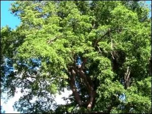 Vous tes sur la route ombrage en direction de Souillac et pourtant vous ne circulez pas dans le dpartement du Lot. Vous voyagez dans les Mascareignes :